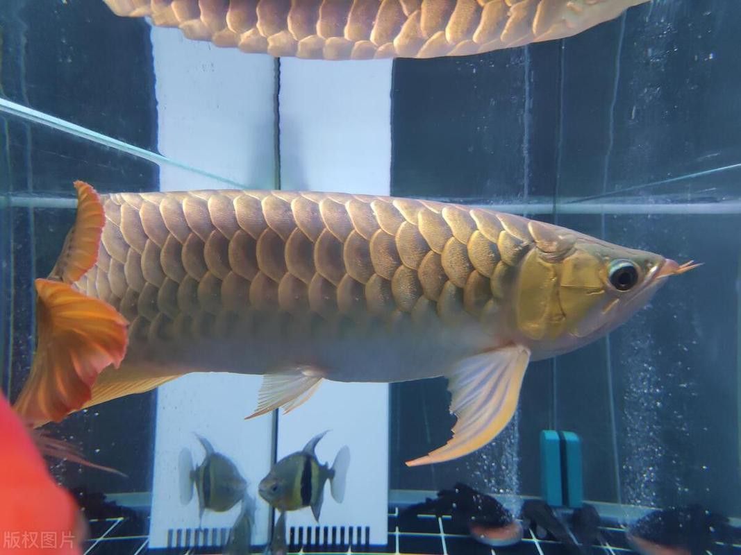 有哪些適合金龍魚魚缸的背景圖片？