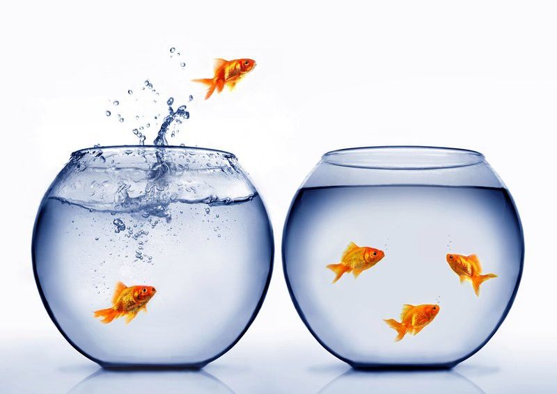 有哪些適合金龍魚魚缸的背景圖片？