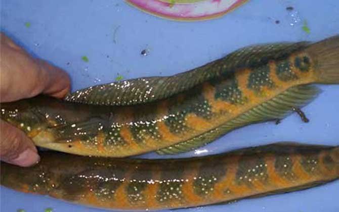 七星魚和雷龍魚的區別