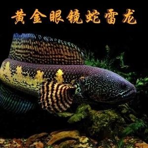黃金眼鏡蛇雷龍魚苗子（黃金眼鏡蛇雷龍魚苗子是一種受歡迎的觀賞魚，需要注意幾點）