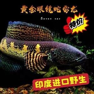 黃金眼鏡蛇雷龍魚苗子（黃金眼鏡蛇雷龍魚苗子是一種受歡迎的觀賞魚，需要注意幾點）