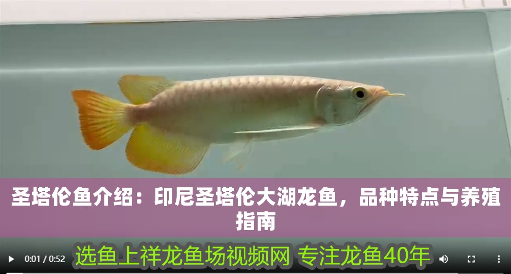 圣塔倫魚介紹：印尼圣塔倫大湖龍魚，品種特點與養殖指南
