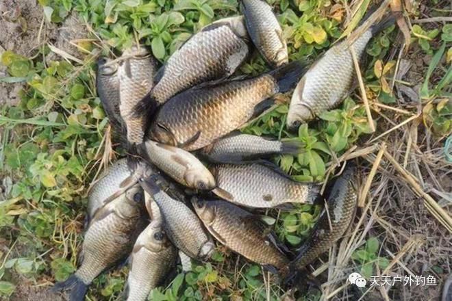 圣塔倫魚介紹：印尼圣塔倫大湖龍魚，品種特點與養殖指南