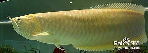 金龍魚翹嘴修理視頻教程全集