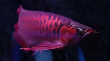 紅龍魚(yú)產(chǎn)地排名前十：十大紅龍魚(yú)養(yǎng)殖基地紅龍魚(yú)養(yǎng)殖基地紅龍魚(yú)品牌排行榜