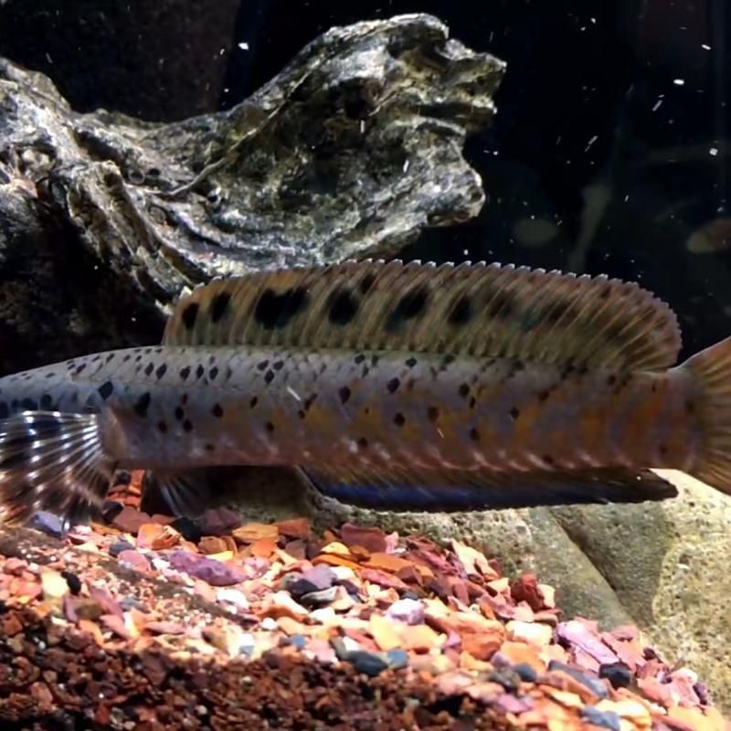 雷龍魚學名叫什么