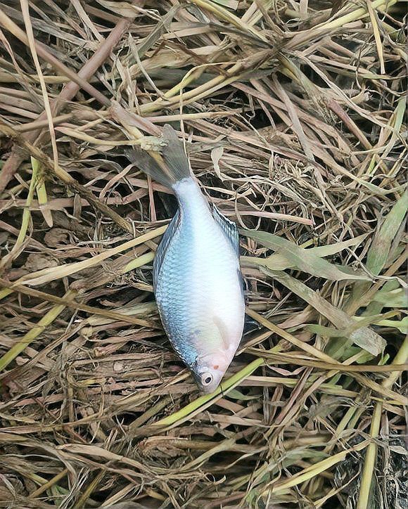 雷龍魚學名叫什么