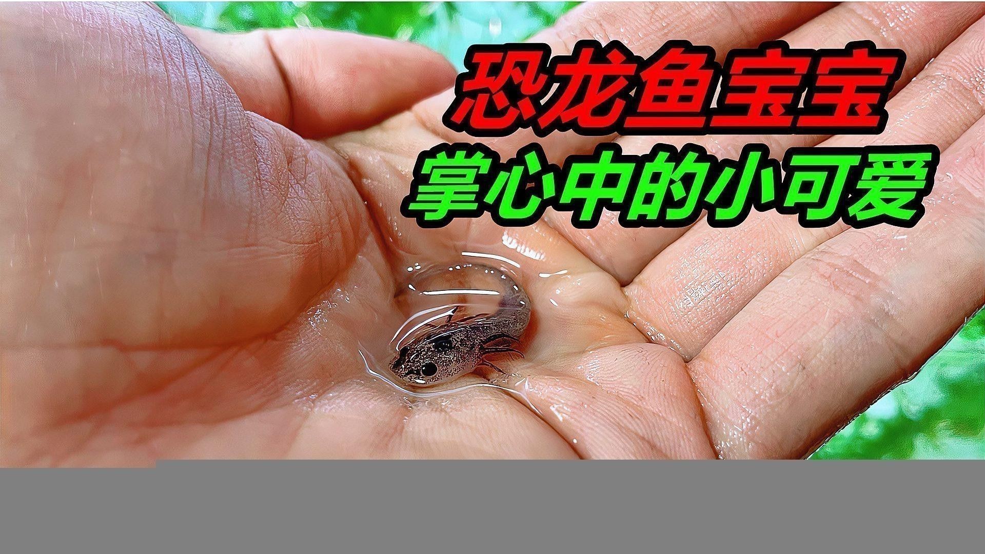恐龍魚吃肉嗎怎么喂