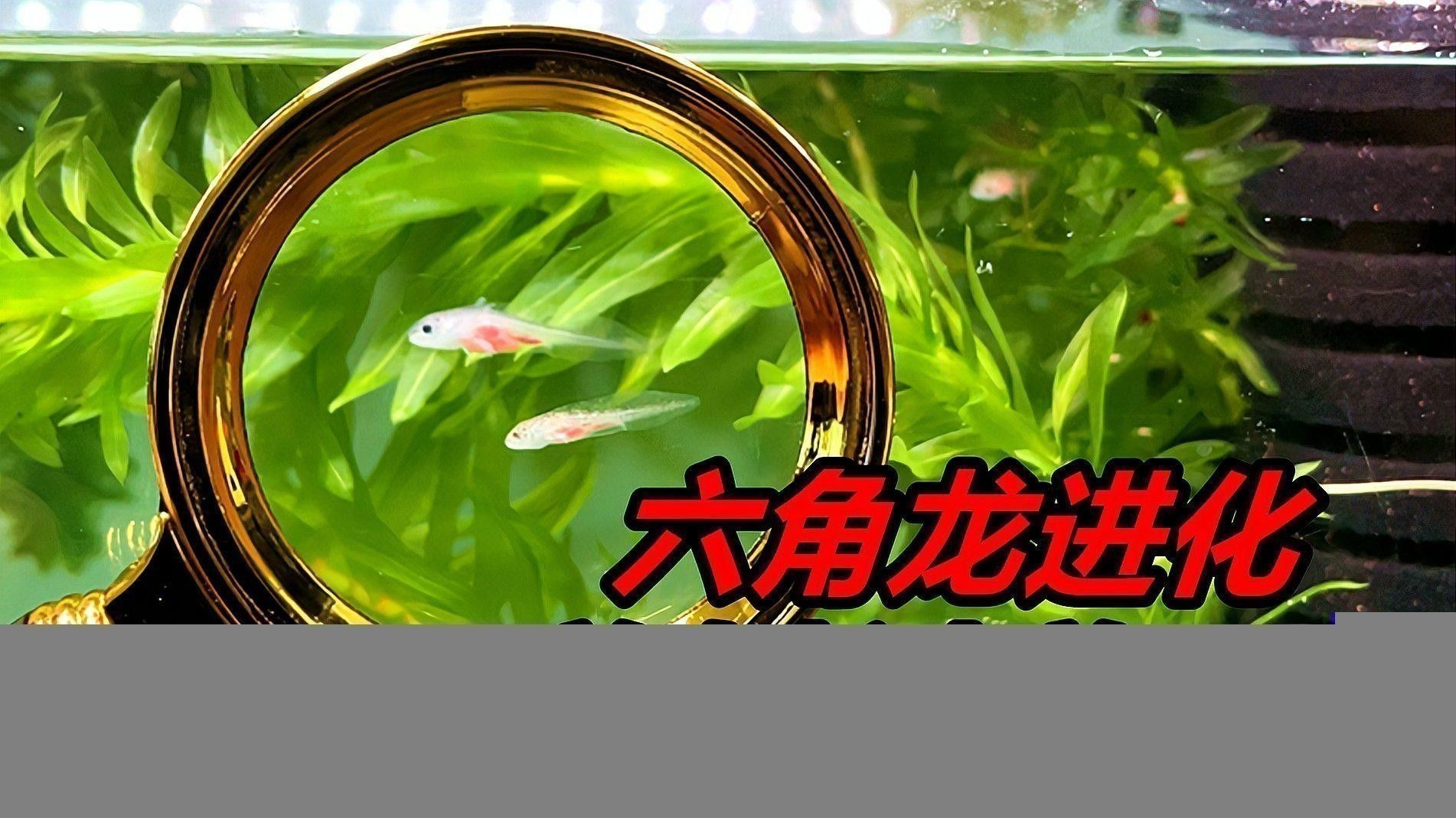 恐龍魚吃肉嗎怎么喂