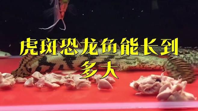 恐龍魚長多大才算是幼年恐龍