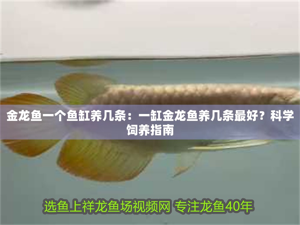 金龍魚一個魚缸養幾條：一缸金龍魚養幾條最好？科學飼養指南