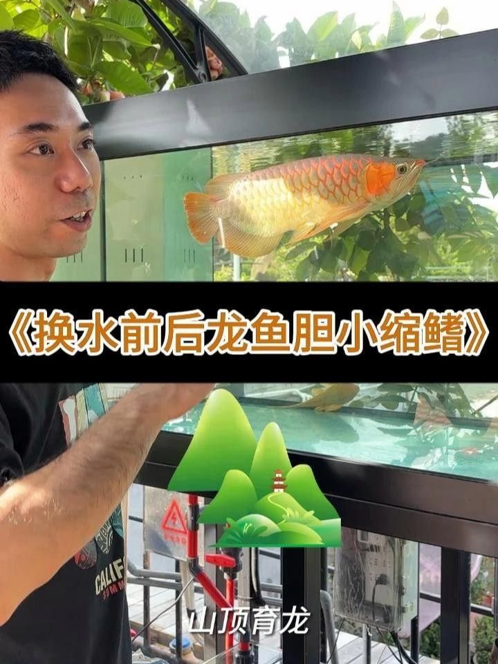 黑底透缸養紅龍魚可以嗎