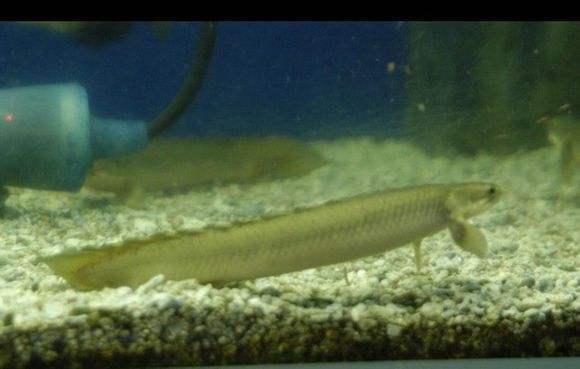 白化紅眼金恐龍魚可以長多大
