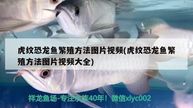 白化紅眼金恐龍魚可以長多大