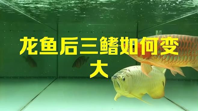 過背金龍七鰭受傷后如何恢復？