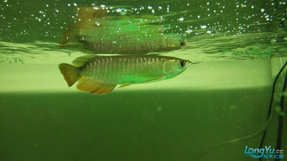 龍魚去哪里批發好：廣州龍魚批發市場