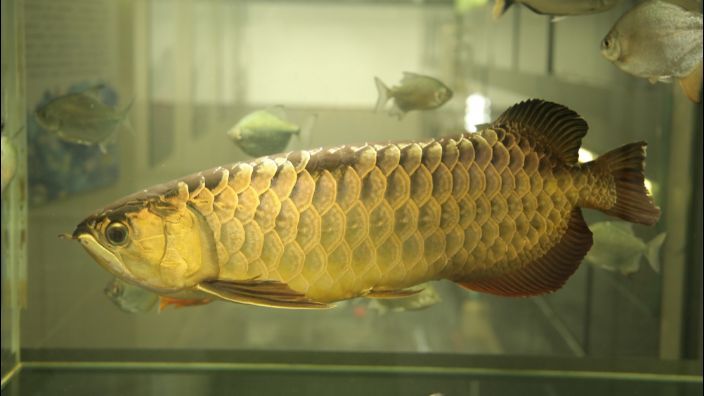 龍魚為什么要掉眼睛：龍魚為什么要掉眼？原因與預防措施詳解