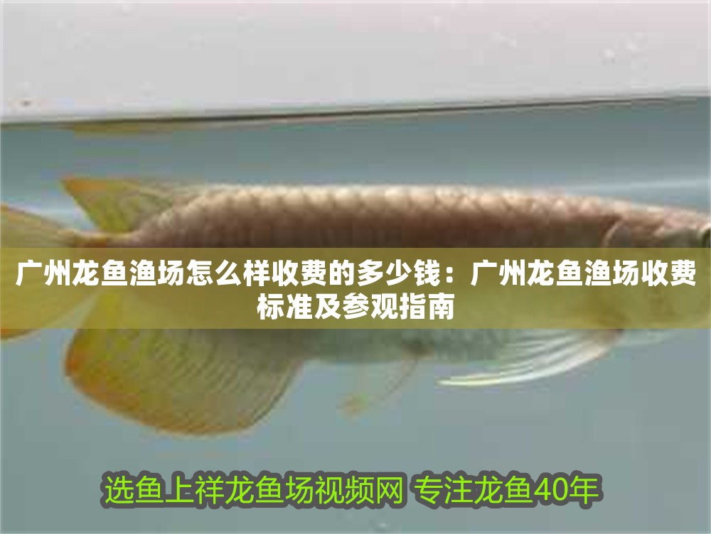 廣州龍魚(yú)漁場(chǎng)怎么樣收費(fèi)的多少錢：廣州龍魚(yú)漁場(chǎng)收費(fèi)標(biāo)準(zhǔn)及參觀指南