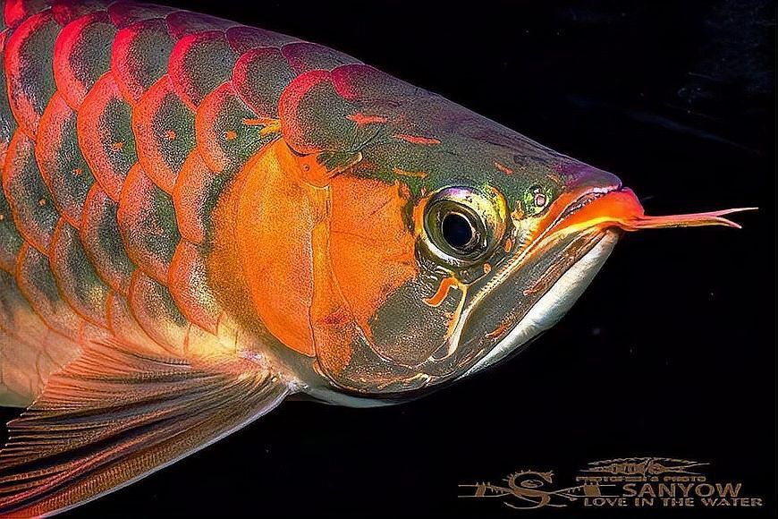 兩條龍魚打架會打死嗎？