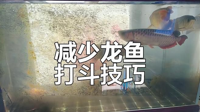 兩條龍魚打架會打死嗎？