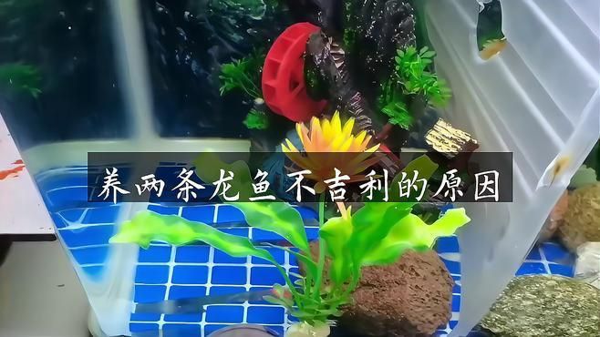 兩條龍魚打架會打死嗎？