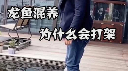兩條龍魚打架會打死嗎？