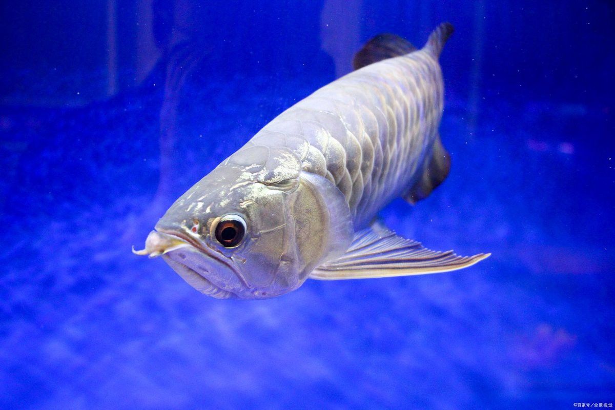 銀龍魚常見疾病：銀龍魚可能會患上多種疾病