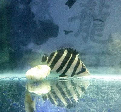 龍魚頭上起包怎么回事（龍魚頭上起包可能由多種因素導(dǎo)致龍魚頭上起包的原因）
