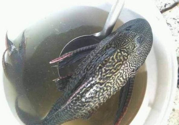 龍魚頭上起包怎么回事（龍魚頭上起包可能由多種因素導(dǎo)致龍魚頭上起包的原因）