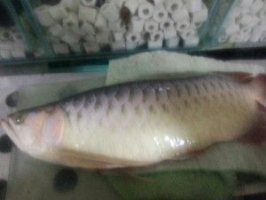 紅龍魚做法（清蒸紅龍魚的做法是什么清蒸紅龍魚的做法是什么）