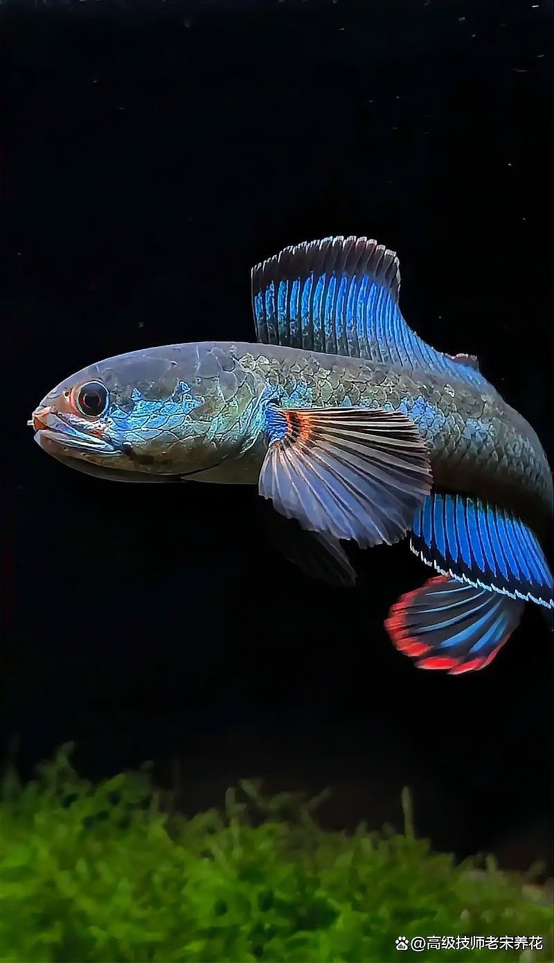 雷龍魚在哪里抓最好