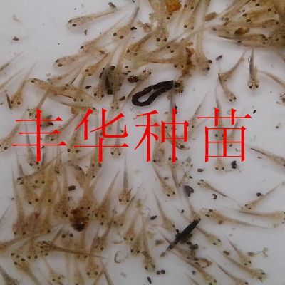 馬印燈查詢真偽入口