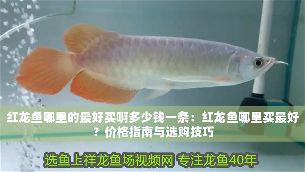 馬印燈查詢真偽入口