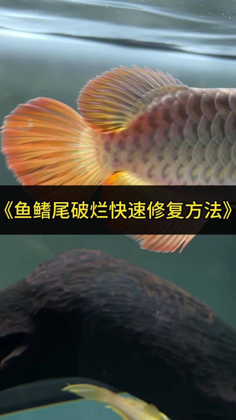 龍魚鰭爛后能完全恢復嗎？