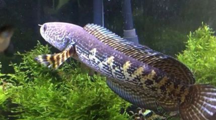 雷龍魚只能養一條嗎（雷龍魚只能養一條嗎？雷龍魚混養注意事項）