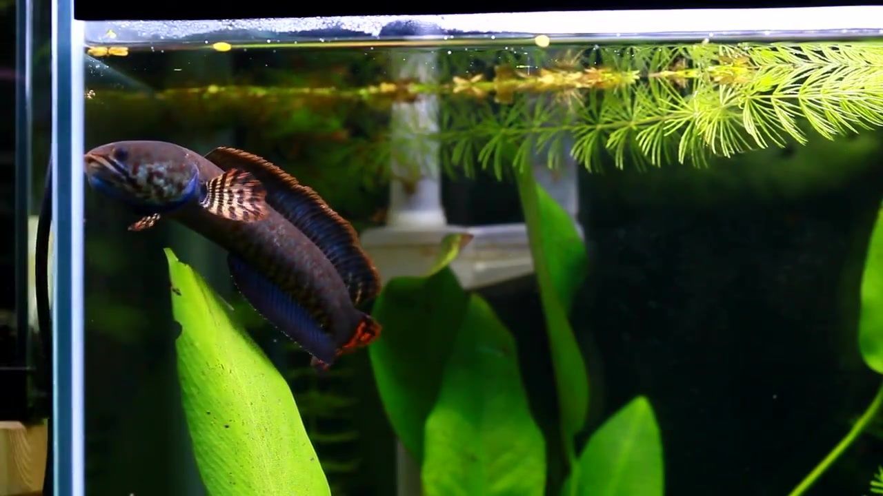 雷龍魚只能養一條嗎（雷龍魚只能養一條嗎？雷龍魚混養注意事項）