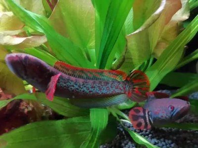 雷龍魚只能養一條嗎（雷龍魚只能養一條嗎？雷龍魚混養注意事項）