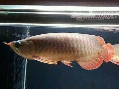 超血紅龍魚繁殖期飼料選擇：超血紅龍魚的飼料選擇