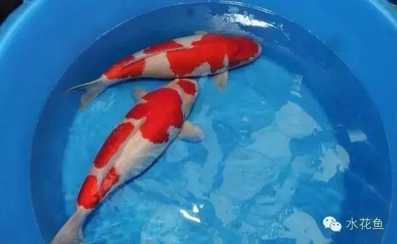 龍魚用藥后多久見效