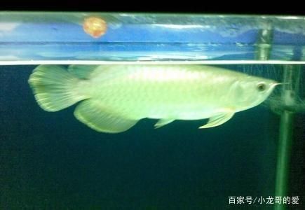 龍魚高背和過背的區別（過背金龍魚與高背金龍魚的區別）
