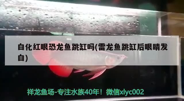 紅眼白化恐龍魚，如何鑒別紅眼白化恐龍魚的品質