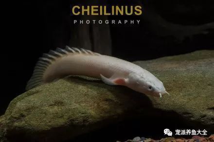 紅眼白化恐龍魚，如何鑒別紅眼白化恐龍魚的品質