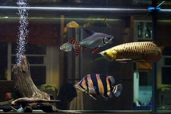 龍魚的ph值是多少