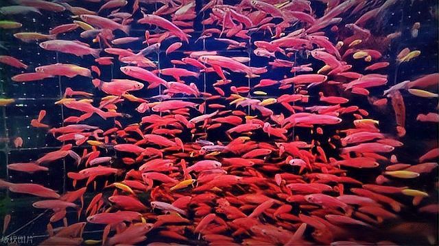 如何判斷金頭金龍魚是否健康？