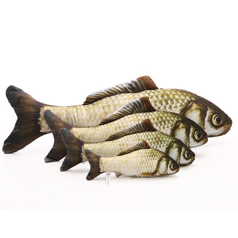 大號半紅龍魚（大號半紅龍魚的飼養方法）