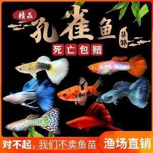 大號半紅龍魚（大號半紅龍魚的飼養方法）
