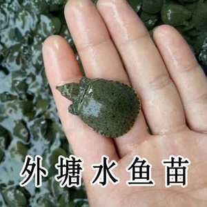 小龍魚(yú)會(huì)不會(huì)吃魚(yú)苗：小龍魚(yú)會(huì)吃魚(yú)苗嗎，小龍魚(yú)會(huì)不會(huì)吃魚(yú)苗，值得注意