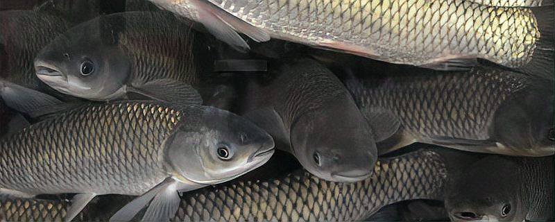 種草養魚需要多長時間才能見效？
