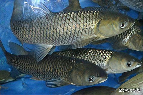 種草養魚需要多長時間才能見效？