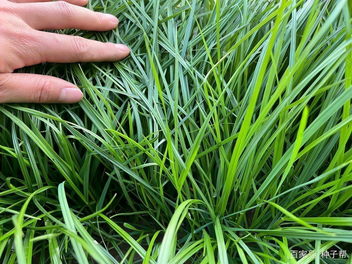 種草養魚需要多長時間才能見效？